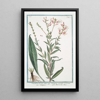 Giorgio Bonelli - Oenothera Onagra LHerbe aux Anes Evening Primerose Sundrops Suncups.webp