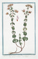 Origanum sylvestre Cunila bubula Plinii Regano e Origano Origan - Giorgio Bonelli — Ansicht des Kunstwerks