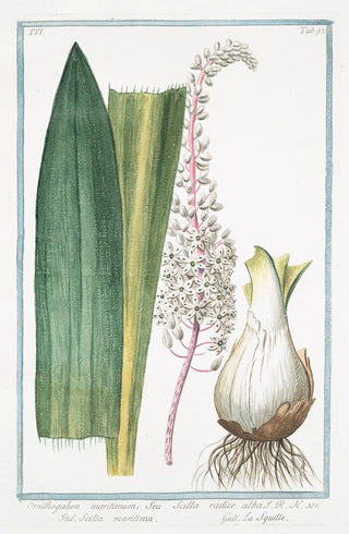 Giorgio Bonelli - Ornithogalum maritimum seu Scilla radice alba Scilla maritima La Sqiulle StarofBethlehem from the sea.webp