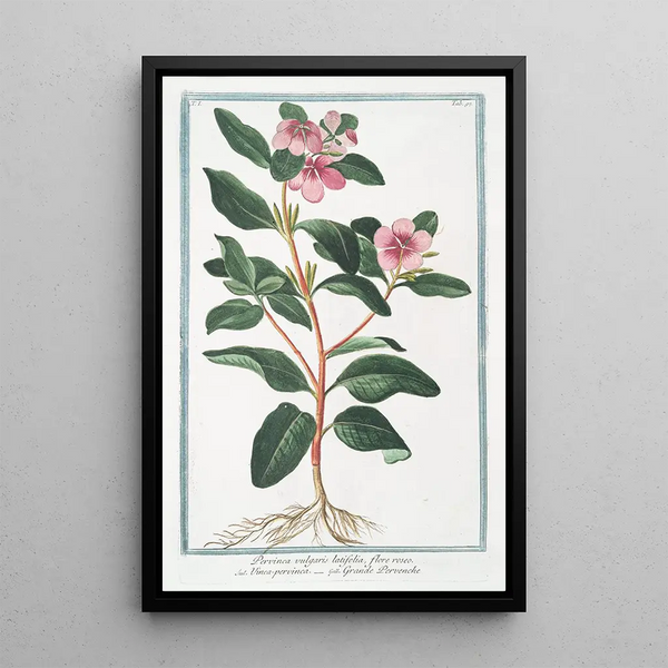 Giorgio Bonelli - Pervinca vulgaris latifolia flore roseo Vincapervinca Grande Pervenche Greater Periwinkle.webp