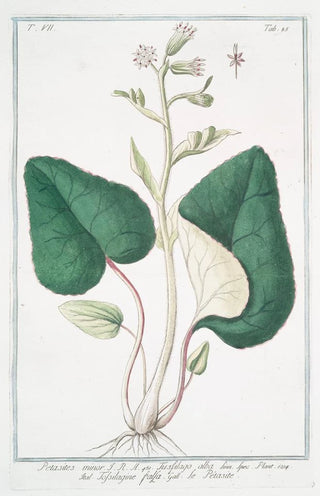 Giorgio Bonelli - Petasites minor Tussilago alba Tossilagine falsa Le Ptasite White butterbur.webp