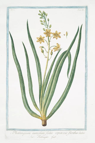 Giorgio Bonelli - Phalangium ramosum foliis cepaceis floribus luteis Falangio Branching Spiderwort.webp