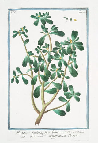 Giorgio Bonelli - Portulaca latifolia sive lativa Porcacchia maggiore Pourpier Purslane Moss Rose.webp