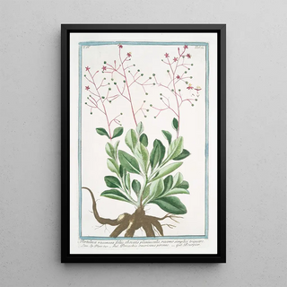 Giorgio Bonelli - Portulaca racemosa foliis obovatis planiusculis racemo simplici triquetro Porcachia americana perenne Pourpier potherb fameflower waterleaf Surinam purslane Ceylon spinach.webp