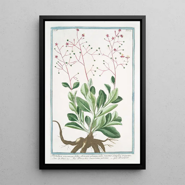 Giorgio Bonelli - Portulaca racemosa foliis obovatis planiusculis racemo simplici triquetro Porcachia americana perenne Pourpier potherb fameflower waterleaf Surinam purslane Ceylon spinach.webp
