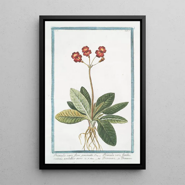 Giorgio Bonelli - Primula veris flore geminato Primula veris floribus coccineis umbellico aureo Primavera Primevere.webp