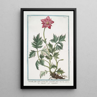 Giorgio Bonelli - Pulsatilla foliis trifidis denlatis flore incarnato pleno Pulsatilla Coquelourde Pasque Flower Wind Flower Meadow Anemone Passe Flower Easter Flower.webp