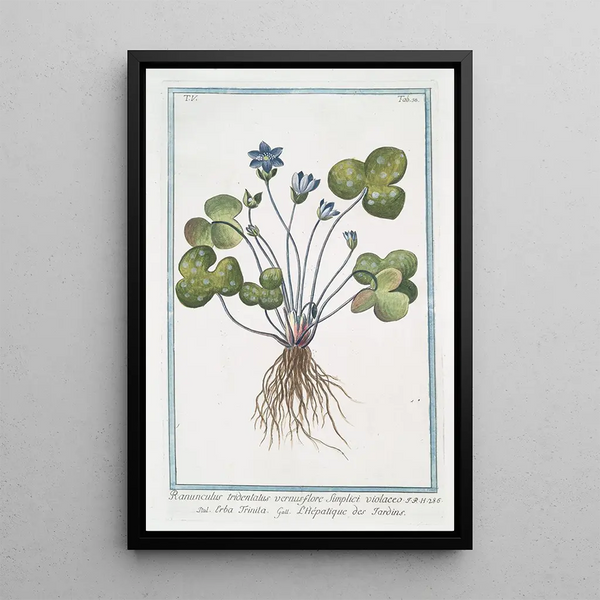 Giorgio Bonelli - Ranunculus tridentatus vernus flore Sunplici violaceo Erba Trinita LHpatique des Jardins Livewort.webp