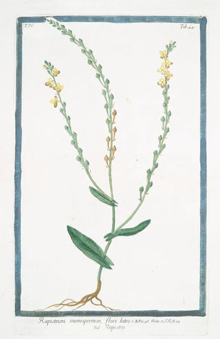 Giorgio Bonelli - Rapistrum monospermon flore luteo Rapistro.webp