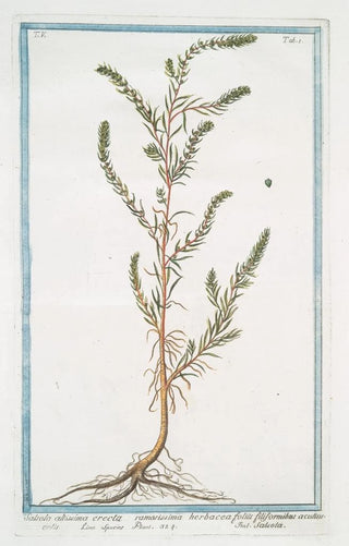 Giorgio Bonelli - Salsola allissima erecta ramosissima herbacea foliis filiformibus acutiusculis Salsola Russian thistle.webp