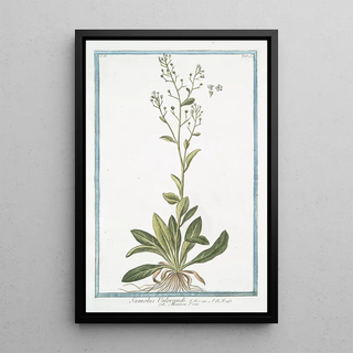 Giorgio Bonelli - Samolus Valerandi Mouron deau Brookweed.webp