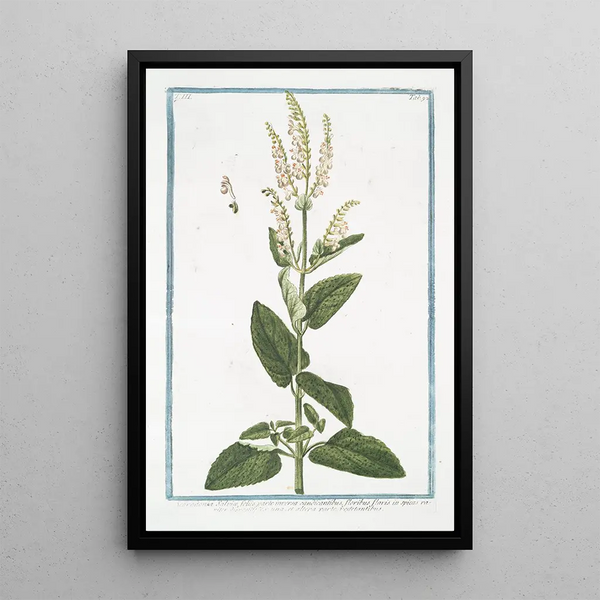Giorgio Bonelli - Scorodonia Salvi foliis parte inversa candicantibus floribus flavis in spicas rariter dispositis ex una et altera parte vegetantibus Wood Sage.webp