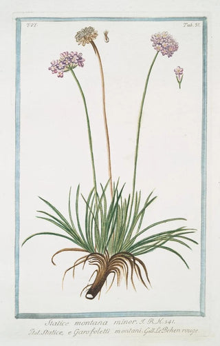 Giorgio Bonelli - Statice montana minor Statice e Garofoletti montani Le Behen rouge Alpine armory.webp