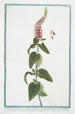 Teucrium tartaricum à feuilles cordées crénelées pétiolées Épis oblongs très denses reçu du savant Wagner Germandrée d'Asie centrale - Giorgio Bonelli — Ansicht des Kunstwerks
