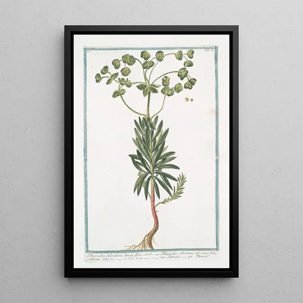 Giorgio Bonelli - Tithymalus Sylvaticus lunato flore CBP Tithymalus Sylvaticus toto anno folia retinens Titimalo Titimale.webp