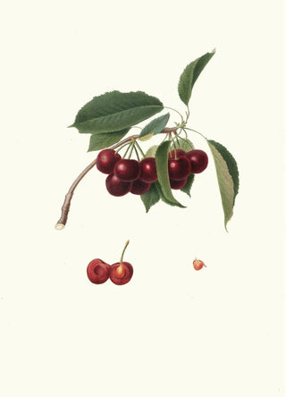 Giorgio Gallesio - Cilegia visciolona Cerasus visciola Cherries.webp