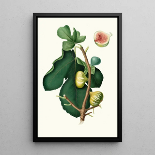 Giorgio Gallesio - Fico Brogiotto Fig with white peel Ficus carica sativa.webp