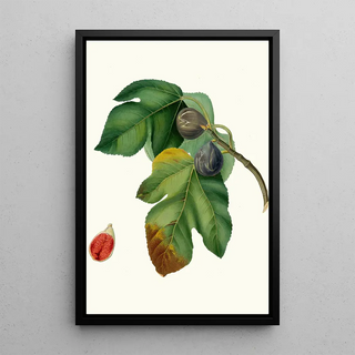 Giorgio Gallesio - Fico melograno o S Germano Ficus carica sativa Fig.webp