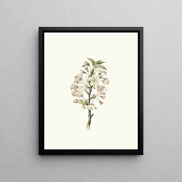 Giorgio Gallesio - Fiore di Giliegio Visciolo Pear tree flowers.webp