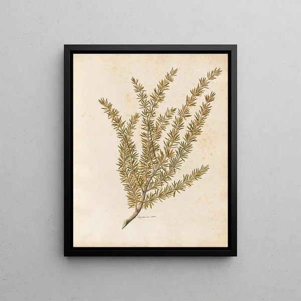 Giovanna Garzoni - Piante varie Pl25.webp