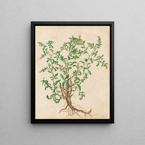 Giovanna Garzoni - Piante varie Pl45.webp