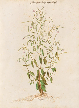 Giovanna Garzoni - Piante varie Pl48.webp