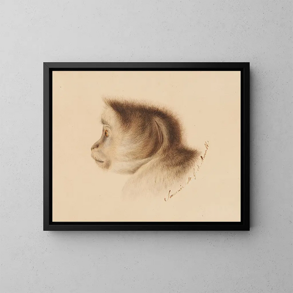Affe - Gottfried Mind — gerahmtes Bild an der Wand