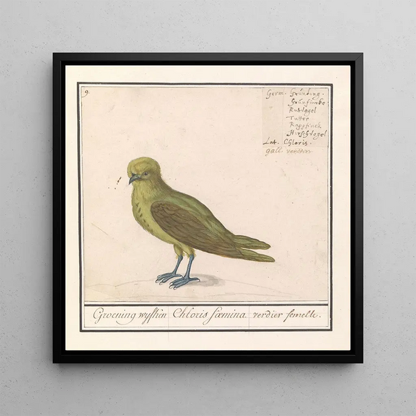 Groenling Chloris chloris - Anselmus Botius de Boodt