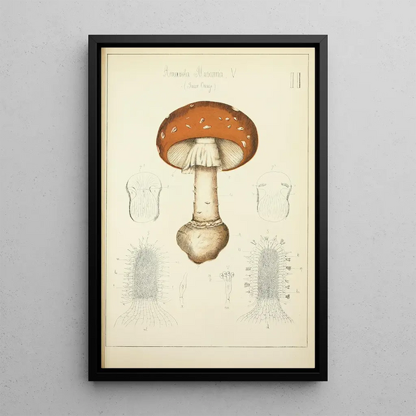 Histoire naturelle des champignons Pl02 - Guillaume Sicard — gerahmtes Bild an der Wand