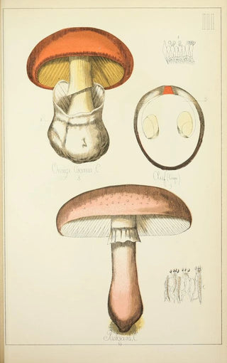 Guillaume Sicard - Histoire naturelle des champignons Pl03.webp