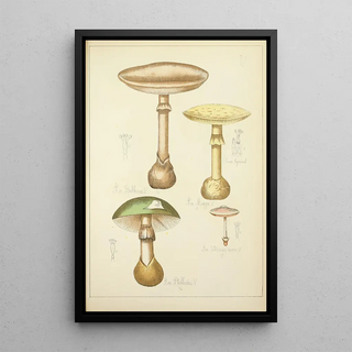 Guillaume Sicard - Histoire naturelle des champignons Pl05.webp