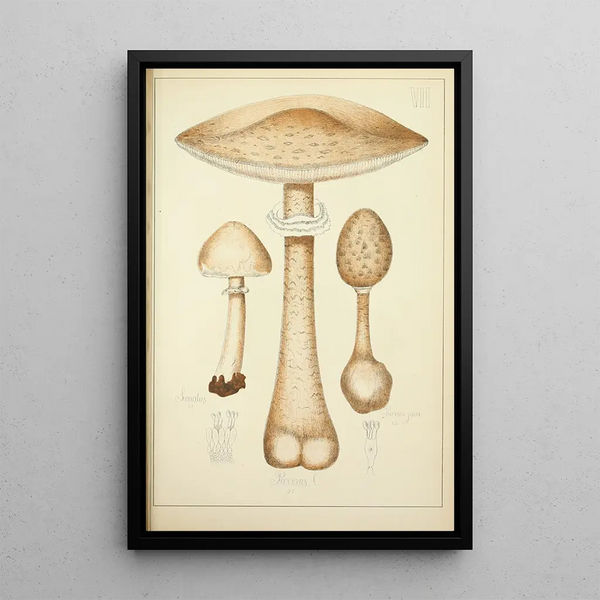 Histoire naturelle des champignons Pl07 - Guillaume Sicard — gerahmtes Bild an der Wand