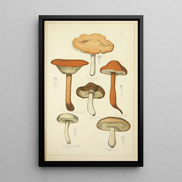 Geschichte der Natur der Pilze Pl10 - Guillaume Sicard — gerahmtes Bild an der Wand