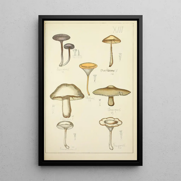 Histoire naturelle des champignons Pl13 - Guillaume Sicard — gerahmtes Bild an der Wand