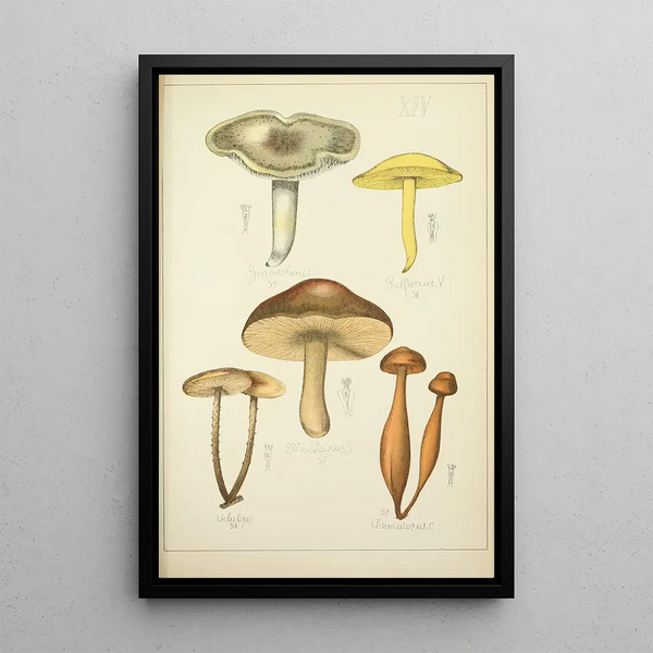 Geschichte der Natur der Pilze Pl14 - Guillaume Sicard — gerahmtes Bild an der Wand