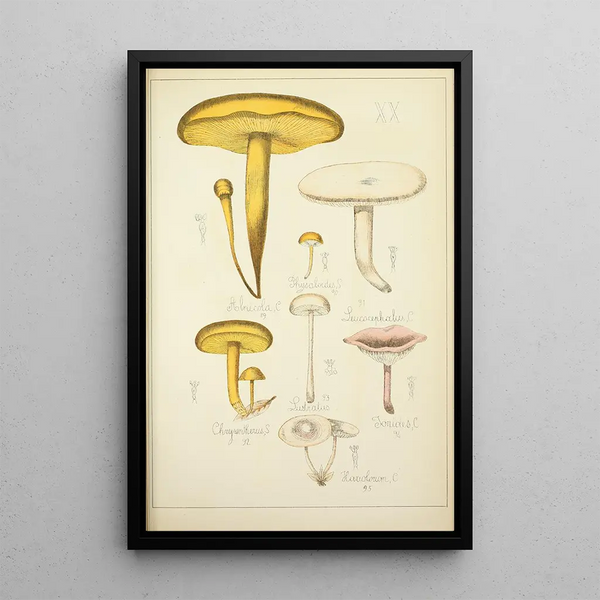 Naturgeschichte der Pilze Pl20 - Guillaume Sicard — gerahmtes Bild an der Wand