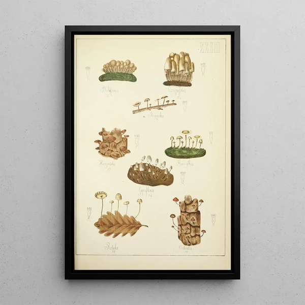 Geschichte der Natur der Pilze Pl23 - Guillaume Sicard — gerahmtes Bild an der Wand