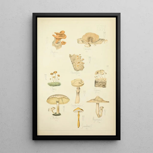 Geschichte der Natur der Pilze Pl24 - Guillaume Sicard — gerahmtes Bild an der Wand