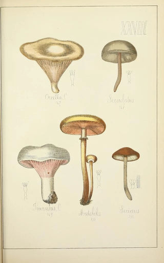Guillaume Sicard - Histoire naturelle des champignons Pl28.webp