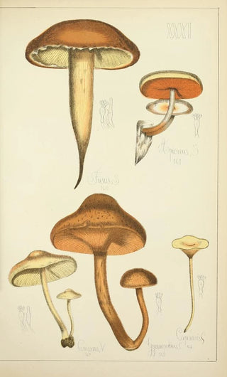 Guillaume Sicard - Histoire naturelle des champignons Pl31.webp