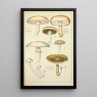 Guillaume Sicard - Histoire naturelle des champignons Pl32.webp