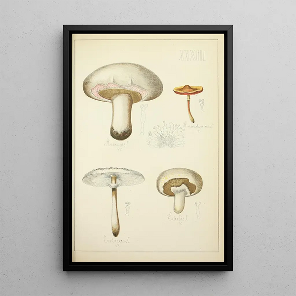 Histoire naturelle des champignons Pl33 - Guillaume Sicard — gerahmtes Bild an der Wand