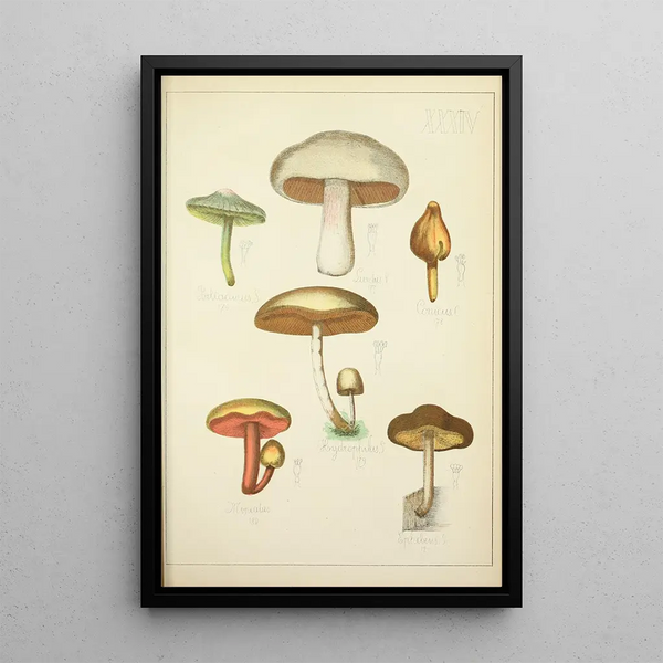 Geschichte der Natur der Pilze Pl34 - Guillaume Sicard — gerahmtes Bild an der Wand