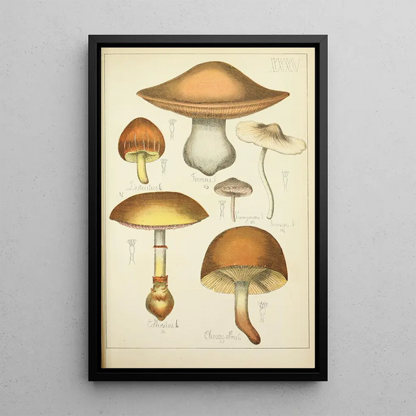 Histoire naturelle des champignons Pl35 - Guillaume Sicard — gerahmtes Bild an der Wand