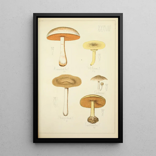 Guillaume Sicard - Histoire naturelle des champignons Pl37.webp