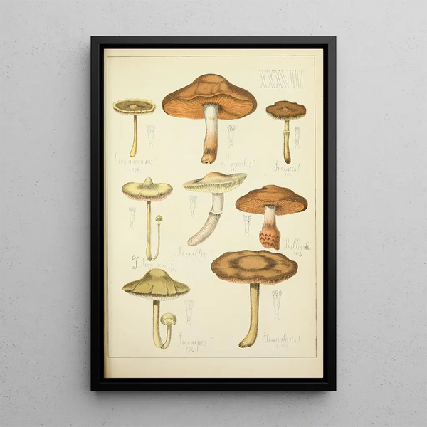 Geschichte der Natur der Pilze Pl38 - Guillaume Sicard — gerahmtes Bild an der Wand