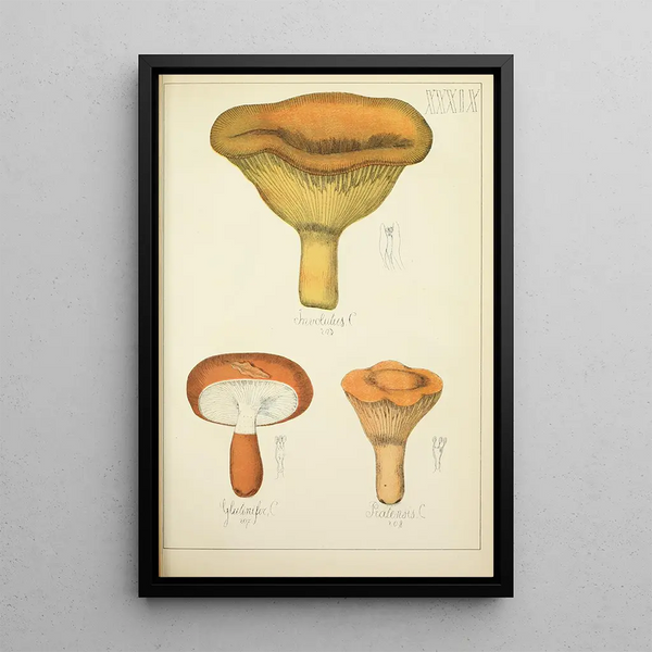 Geschichte der Natur der Pilze Pl39 - Guillaume Sicard — gerahmtes Bild an der Wand