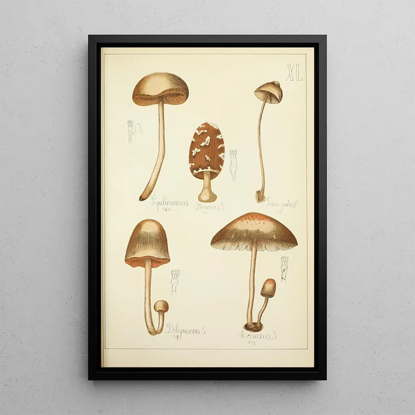 Naturgeschichte der Pilze Pl40 - Guillaume Sicard — gerahmtes Bild an der Wand