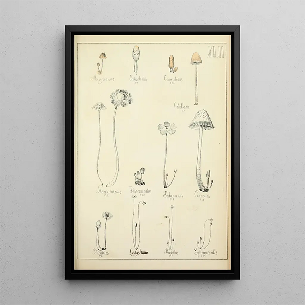 Naturgeschichte der Pilze Pl42 - Guillaume Sicard — gerahmtes Bild an der Wand