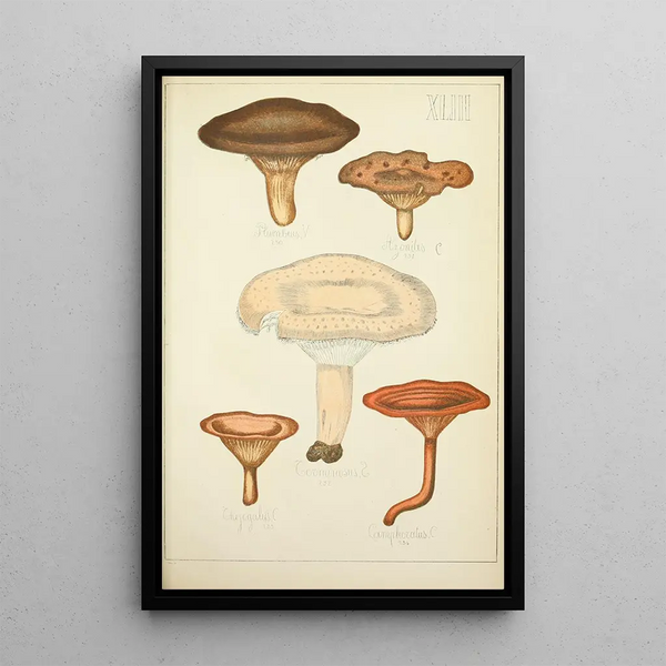 Naturgeschichte der Pilze Pl43 - Guillaume Sicard — gerahmtes Bild an der Wand